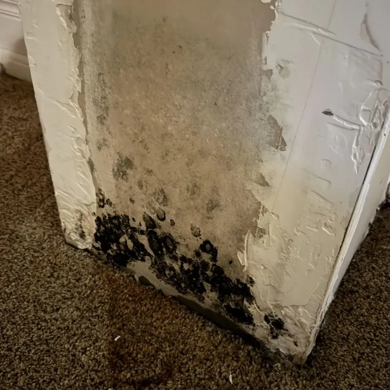 Professional Mold Removal in North Miami, FL